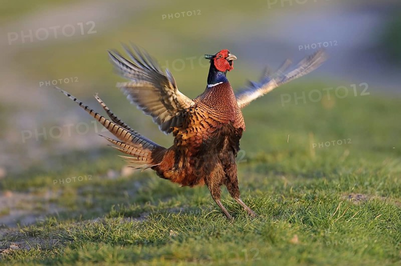 Common Pheasant (Phasianus colchicus) male mating, Lower Saxony, Germany, Europe