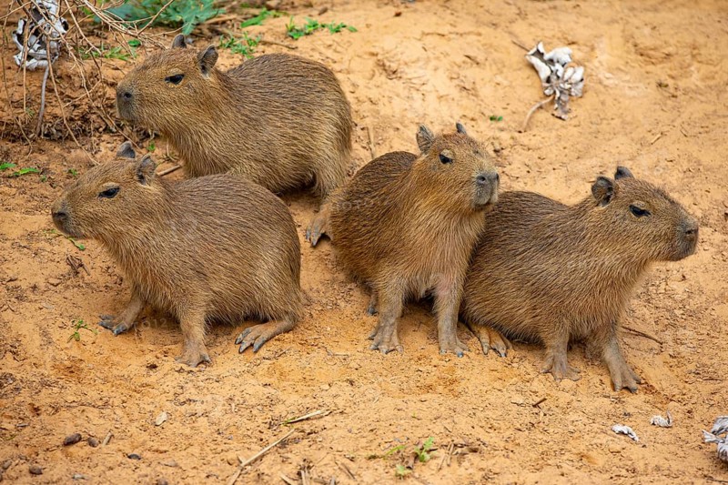 Capybara (Hydrochaeris hydrochaeris) Pantanal Brazil