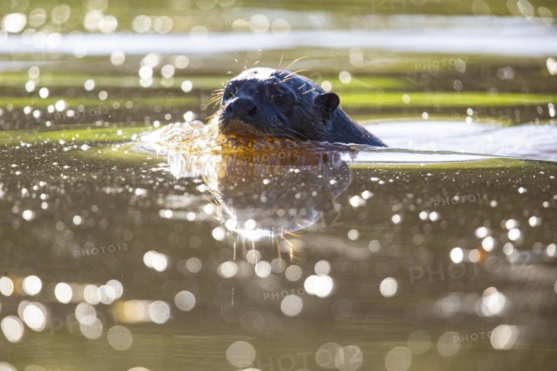 Giant otter (Pteronura brasiliensis) Pantanal Brazil