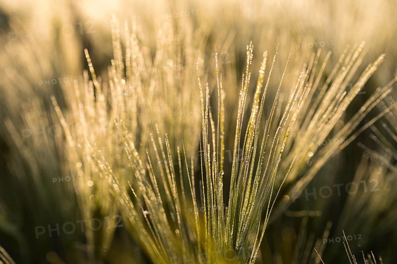 Awns of barley (Hordeum vulgare) with water droplets in the backlight, ear of grain in the morning light, Saxony, Germany, Europe