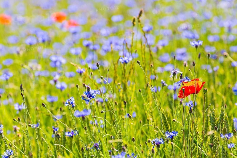 Cornflowers (Centaurea cyanus) in bloom, Saxon Switzerland, Saxony, Germany, Europe