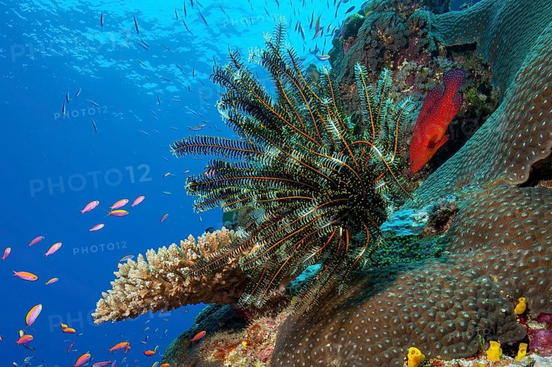 Underwater photo of Noble feather star (Comaster nobilis) hair star sits on stony coral (Scleractinia) filters zooplankton phytoplankton from nutrient-rich seawater into healthy intact colourful vibrant intact coral reef, Pacific Ocean, Yap Island, Yap State, Caroline Islands, Federated States of Micronesia FSM, Australia, Oceania