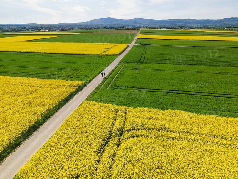 Two joggers run between blossoming rape fields towards the Taunus ridge. (Aerial photo with a drone), Frankfurt am Main, Hesse, Germany, Europe
