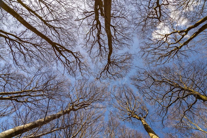 View upwards into the original beech forest, UNESCO World Heritage Site on the Baltic Sea coast in Jasmund National Park, Ruegen Island, Mecklenburg-Western Pomerania, Germany, Europe