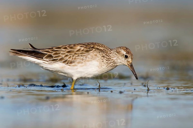 Sharp-tailed Sandpiper (Calidris acuminata), Victoria, Australia, Oceania