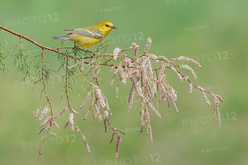 Blue-winged Warbler (Vermivora cyanoptera) female perched on a branch, Texas, USA, North America