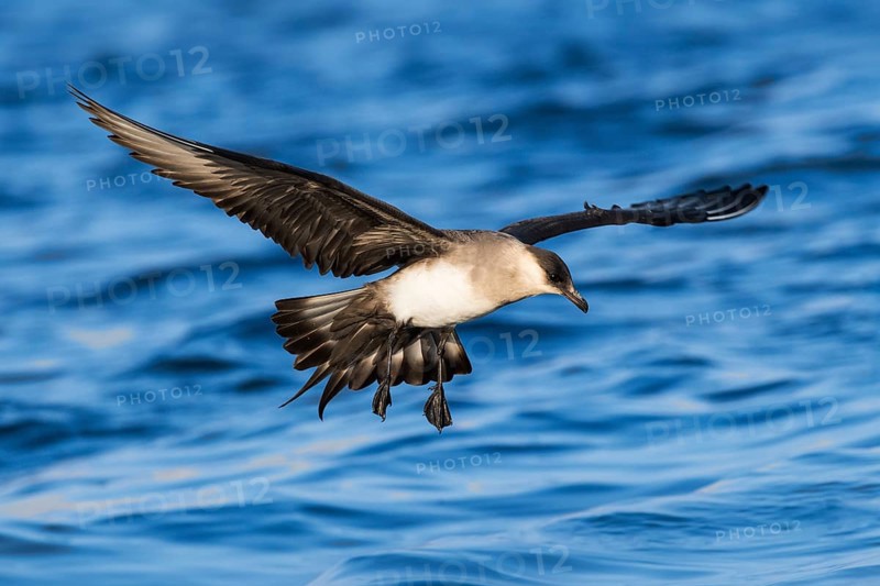 Parasitic Jaeger (Stercorarius parasiticus) flying, Eilat, Israel, Asia