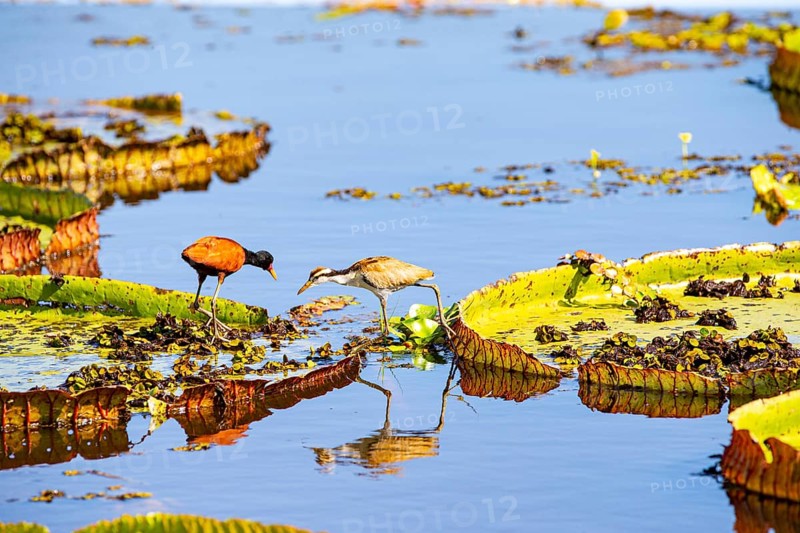 Red-fronted leaflet (Jacana jacana) Pantanal Brazil