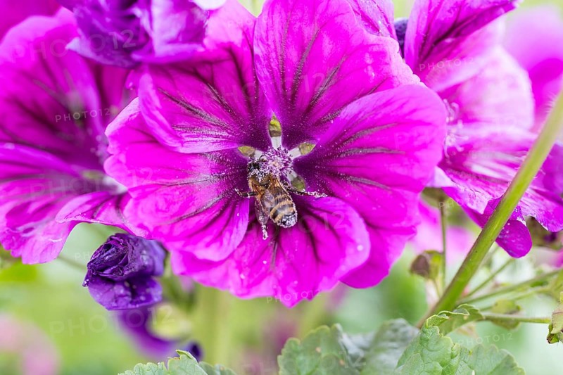 Vilette flower of mallow (Malva) with honey bee (apis mellifera)