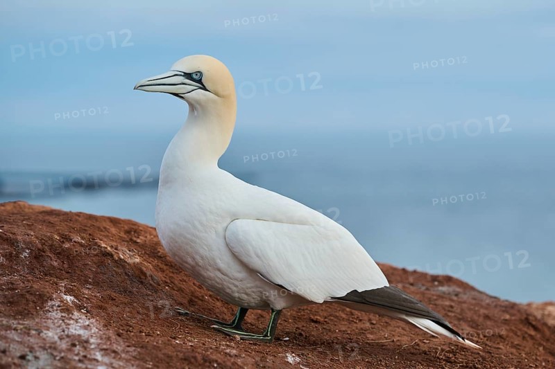 Northern gannet (Morus bassanus) standing on the cliff with the sea in the background, wildlife, Helgoland, Germany, Europe