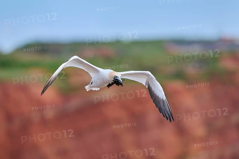 Northern gannet (Morus bassanus) flying over the cliffs, wildlife, Helgoland, Germany, Europe