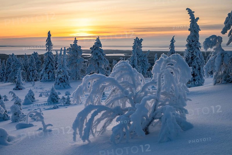Winter landscape with snow-covered trees, Riisitunturi National Park, Posio, Lapland, Finland, Europe