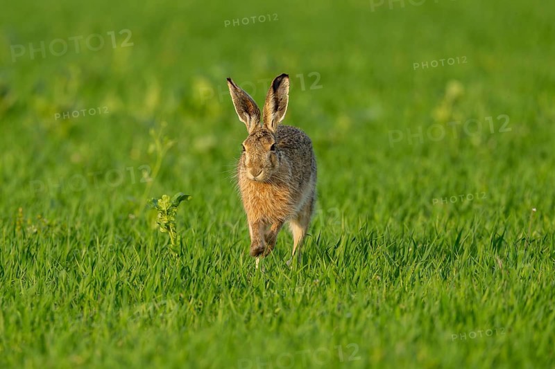 European hare (Lepus europaeus), Texel, province of North Holland, Netherlands