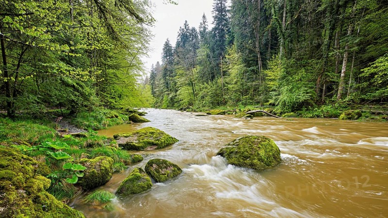 European beech trees shedding leaves, in the foreground moss-covered stones on the river Sihl, Sihlsprung, Menzingen, Canton Zug, Switzerland, Europe