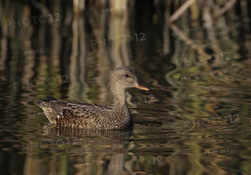 Gadwall (Mareca strepera) female, California, USA, North America