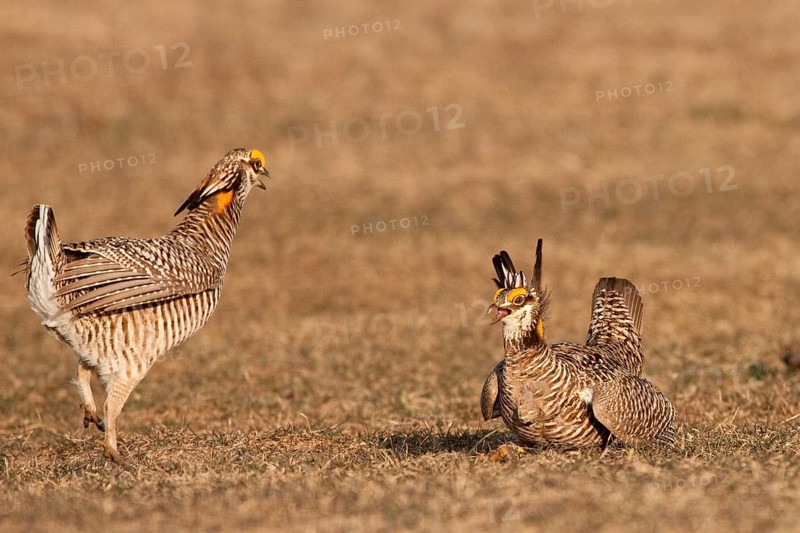 Greater Prairie Chicken (Tympanuchus cupido) male, Wisconsin, USA, North America