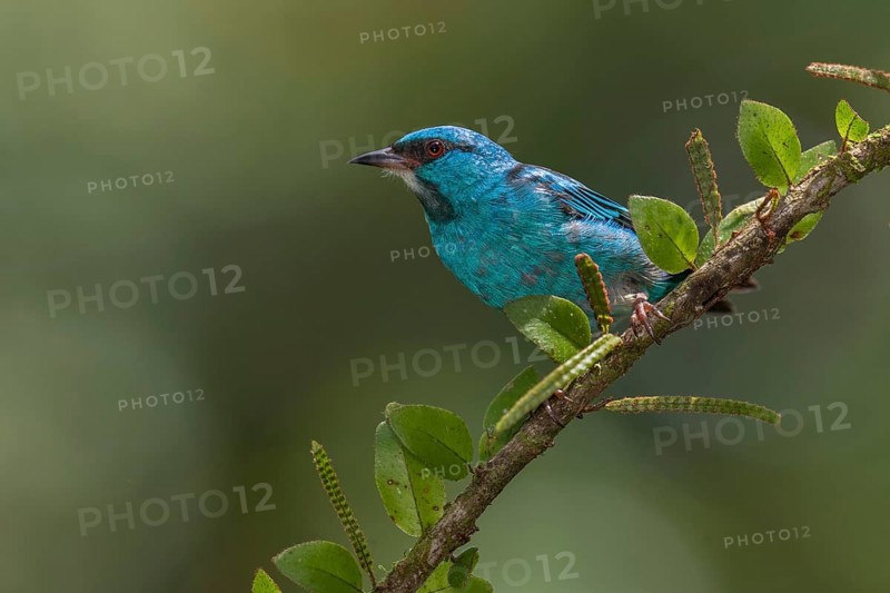 Blue Dacnis (Dacnis cayana) male, Costa Rica, Central America