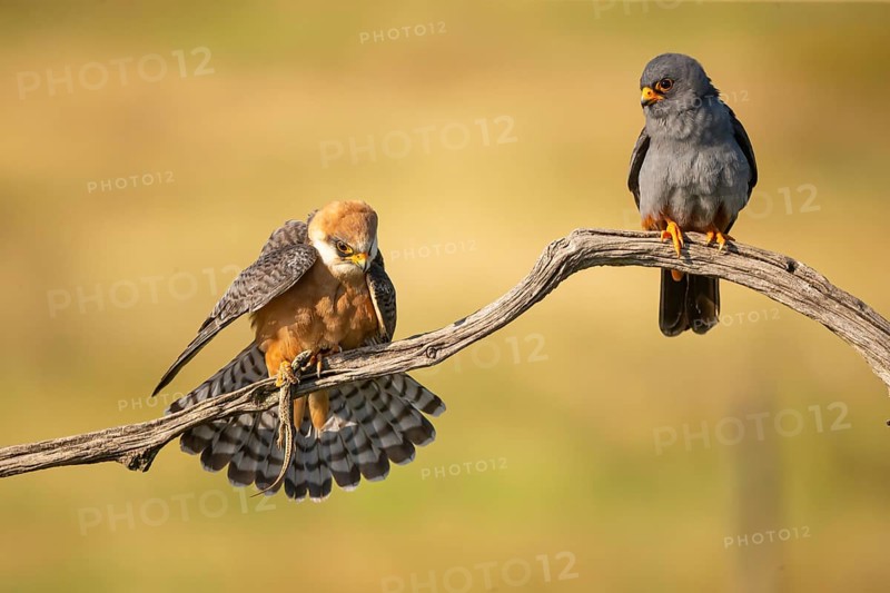 Red-footed falcon (Falco vesperetinus) Male handing over a captured lizard to female, Hungary, Europe