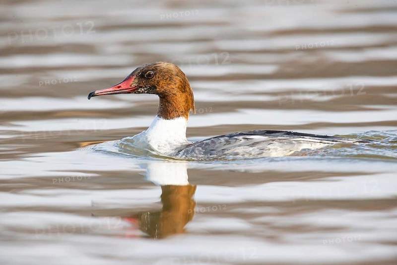 Common merganser (Mergus merganser) female, Germany, Europe