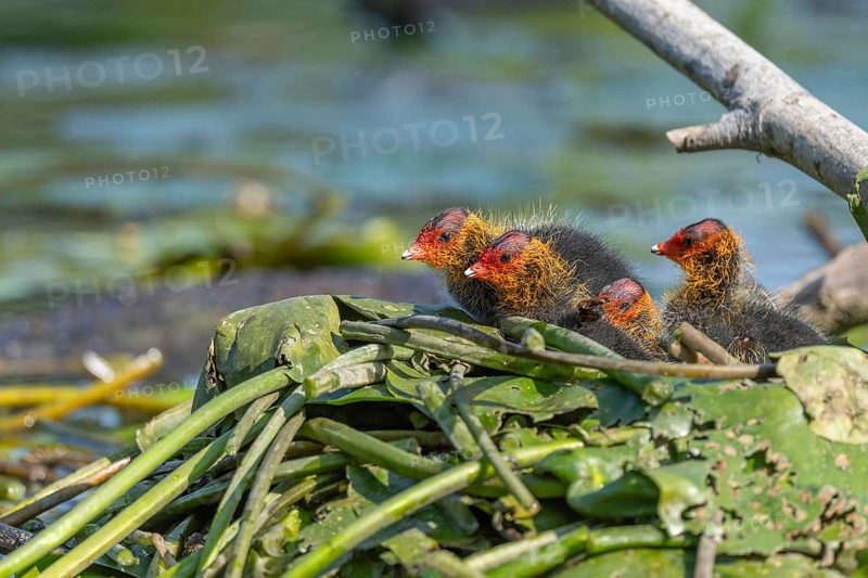 Eurasian burbot (Fulica atra) chicks on the nest. Bas Rhin, Alsace, France, Europe