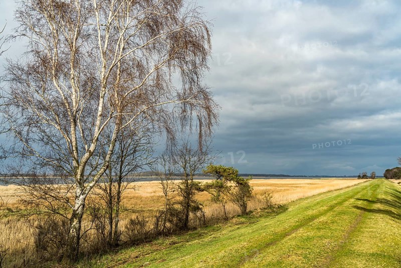 At Schaproder Bodden near Haide, Ummanz Island, Ruegen, Mecklenburg-Western Pomerania, Germany, Europe