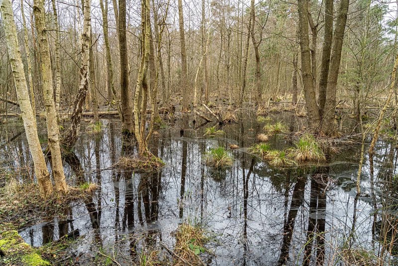 Ribnitzer Großes Moor nature reserve near Graal-Müritz, Mecklenburg-Western Pomerania, Germany, Europe