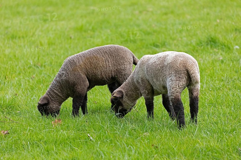 Lambs on pasture, Shottery, Stratford-upon-Avon, Warwickshire, England, Great Britain