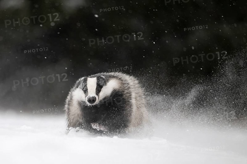 Badger in the snow, Wittlich, Rhineland-Palatinate, Germany, Europe