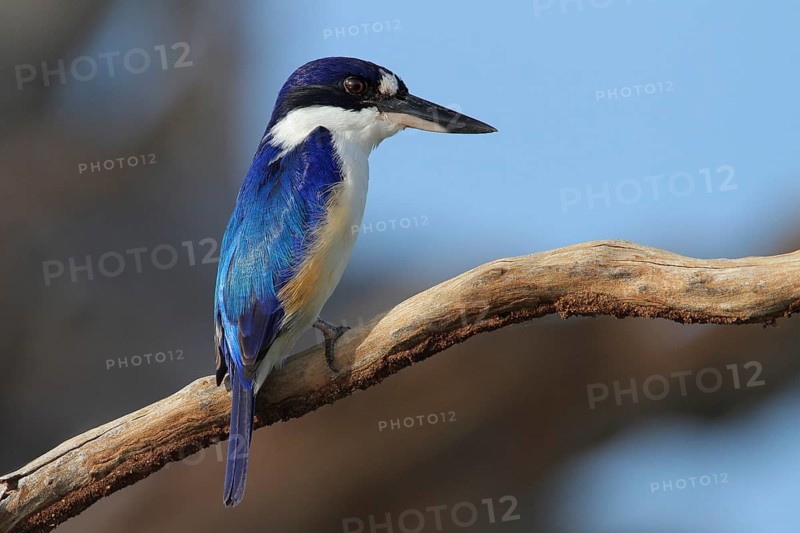 Forest Kingfisher (Todiramphus macleayii), Kakadu National Park, Australia, Oceania