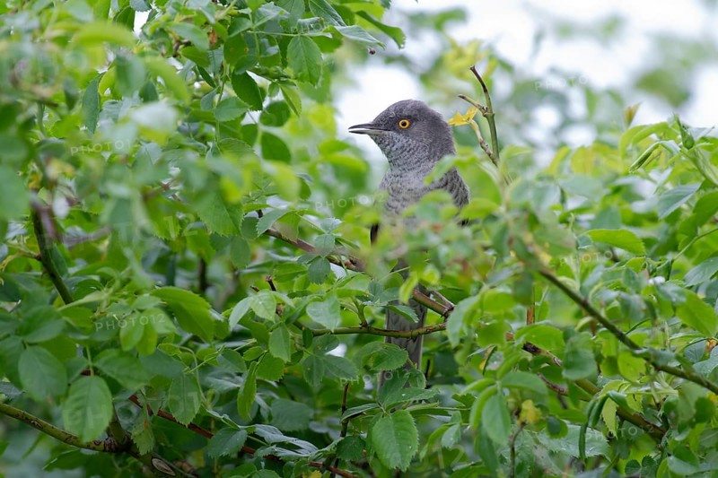 Barred Warbler (Sylvia nisoria) male perched on a branch, Brandenburg, Germany, Europe