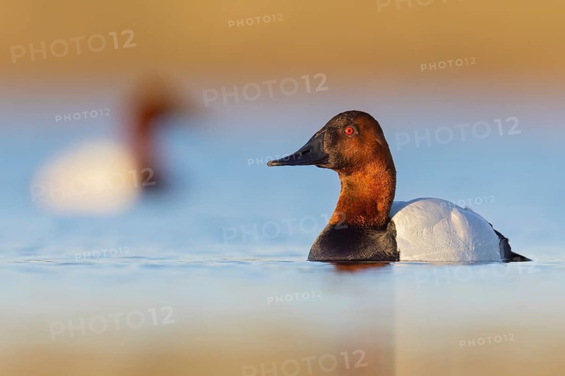 Canvasback (Aythya valisineria) swimming in a pond in Manitoba, Canada, North America