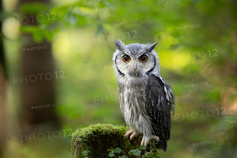 Southern White-faced Owl (Ptilopsis granti) captive, Germany, Europe