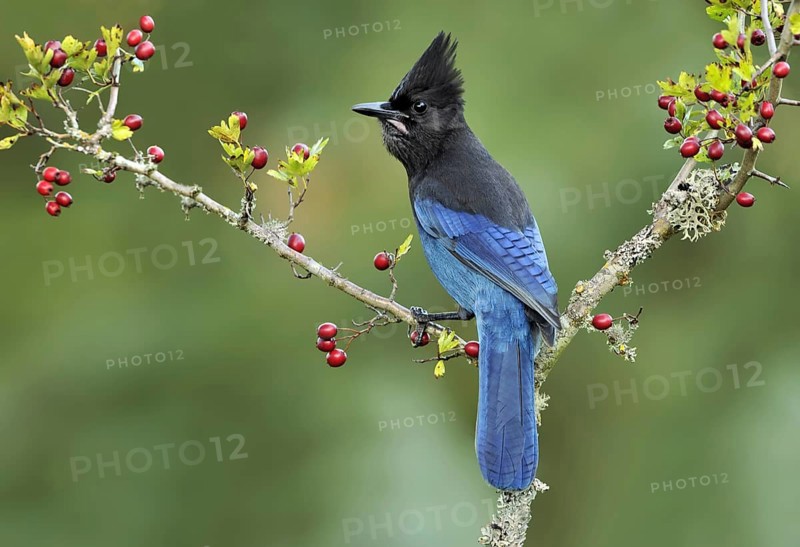 Steller's Jay (Cyanocitta stelleri), British Columbia, Canada, North America