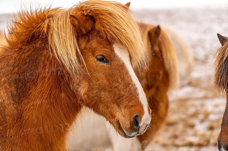 Portrait of a brown horse in the cold winter with snow in Iceland, Icelandic horse