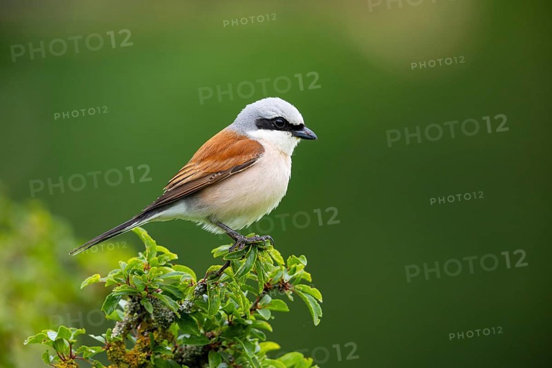Red-backed shrike (Lanius collurio) ml Germany