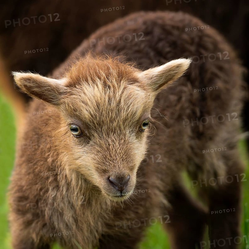 Brown lamb, portrait, Ouessant sheep (Breton dwarf sheep), grazing. Germany