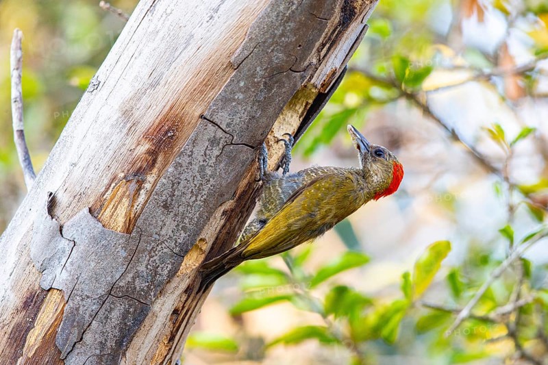 Pileated Woodpecker (Veniliornis passerinus) Pantanal Brazil