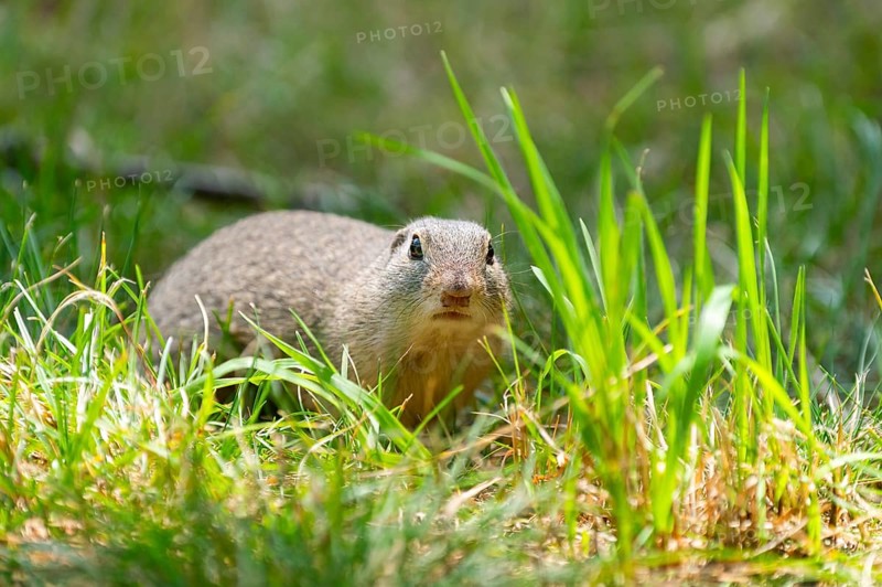 European ground squirrel (Spermophilus citellus) on a meadwo, Bavaria, Germany, Europe