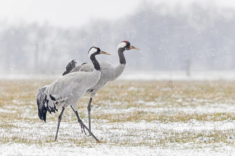 Common crane (Grus grus), also Eurasian crane, migratory bird, resting bird, breeding bird, pair, male and female in a snowdrift, Middle Elbe Biosphere Reserve, Saxony-Anhalt, Germany, Europe