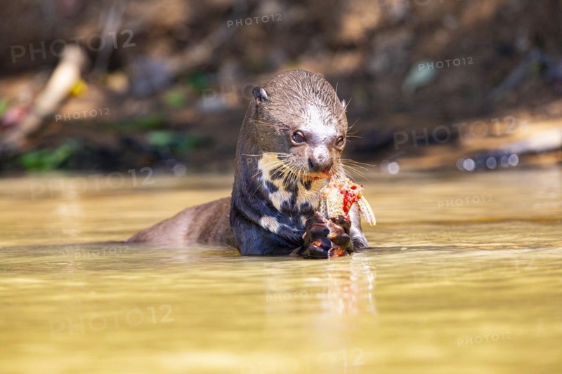Giant otter (Pteronura brasiliensis) Pantanal Brazil