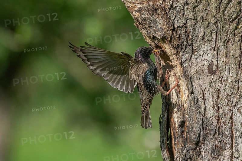 Common starling (Sturnus vulgaris) at the nest to feed its chicks
