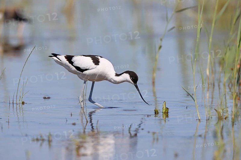 Avocet (Recurvirostra avosetta), adult wader feeding in the shallow water of the lake shore zone, wildlife, Lake Neusiedl-Seewinkel National Park, Burgenland, Austria, Europe