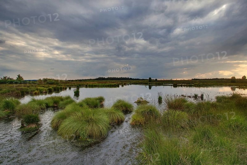 Panoramic view over the High Fens, Europe's largest raised bog shortly in front of sunset, Ardennes, Belgium, Europe