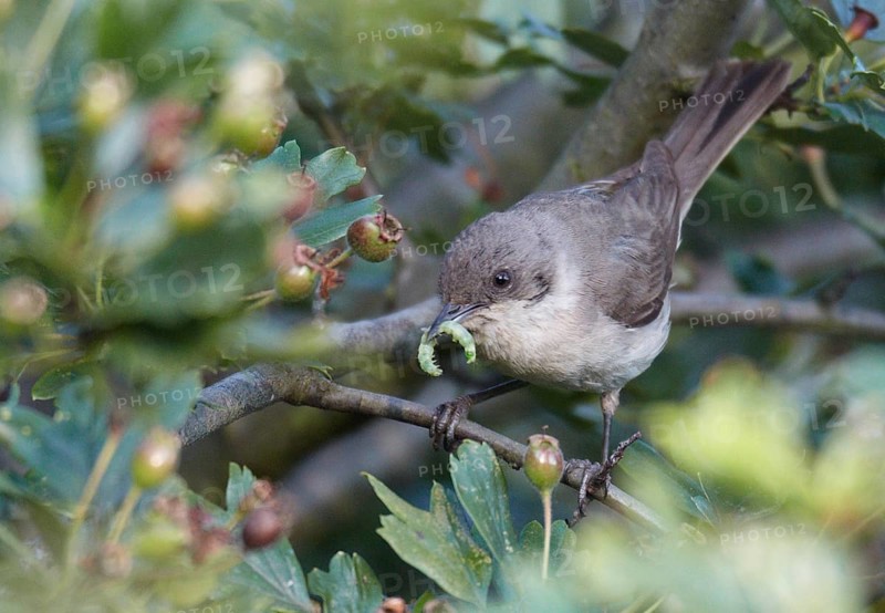 Lesser Whitethroat (Sylvia curruca), Mecklenburg-Western Pomerania, Germany, Europe