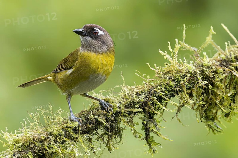 Common Chlorospingus (Chlorospingus ophthalmicus) perched on a branch in Costa Rica