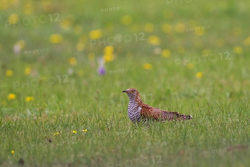 Common Cuckoo (Cuculus canorus) female perched on flowering meadow, Lake Hovsgol, Mongolia, Asia