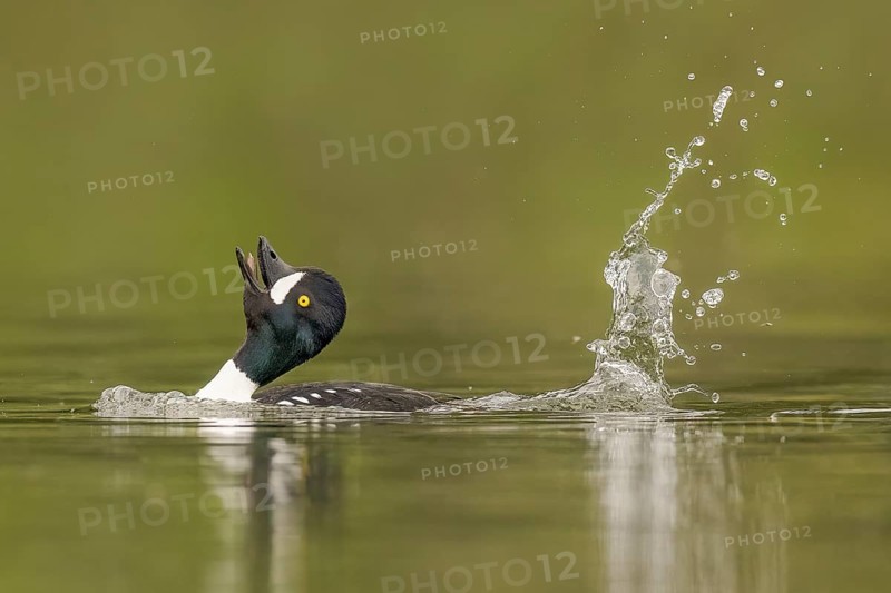 Barrow's Goldeneye (Bucephala islandica) male, Alaska, USA, North America
