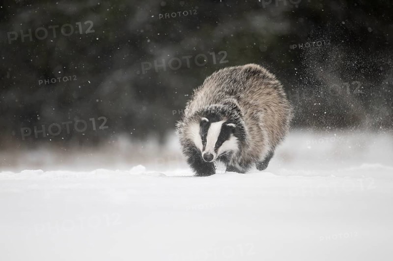 Badger in the snow, Wittlich, Rhineland-Palatinate, Germany, Europe
