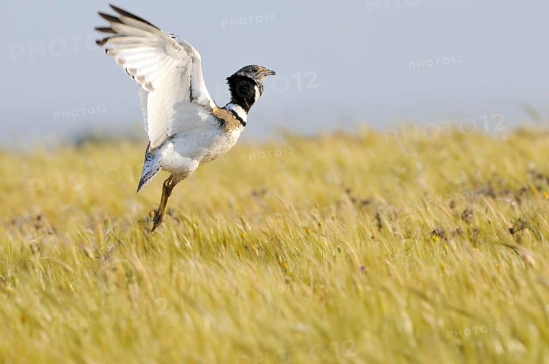 Little Bustard (Tetrax tetrax) mating, Extremadura, Spain, Europe