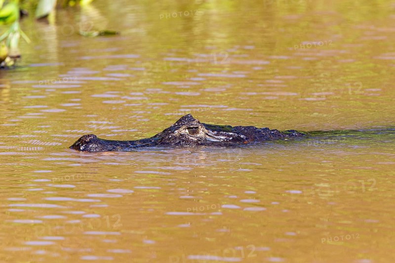 Spectacled caiman (Caiman crocodilius) Panatanal Brazil